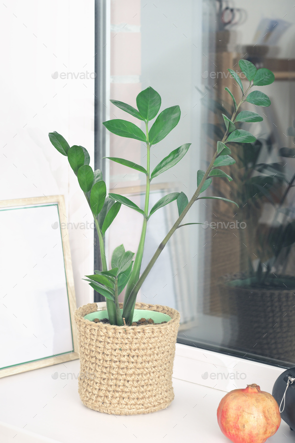 Zamioculcas or Zanzibar gem, ZZ plant, Zuzu plant in jute knitted flowerpot. on a windowsil  - Stock Photo - Images