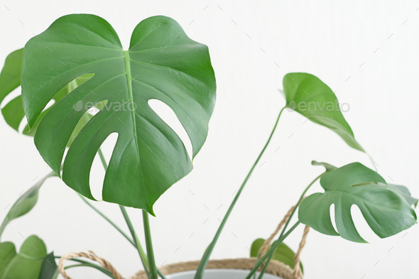 close up shot of monstera leaves. modern hipster home decor with trendy plants. green home.  - Stock Photo - Images