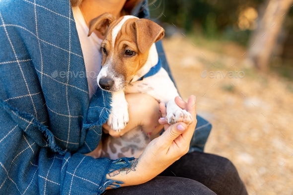 Jack Russell  - Stock Photo - Images