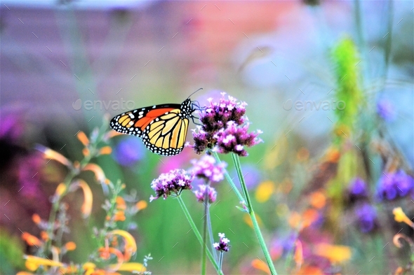 Bright colorful landscape with flowers and monarch butterfly  - Stock Photo - Images