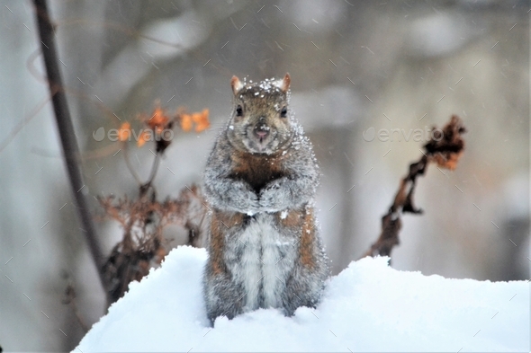 Cold snowy squirrel in the winter