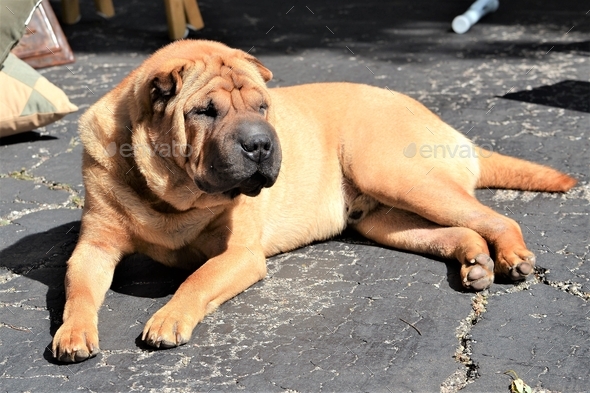 Shar pei pet dog with wrinkles  - Stock Photo - Images