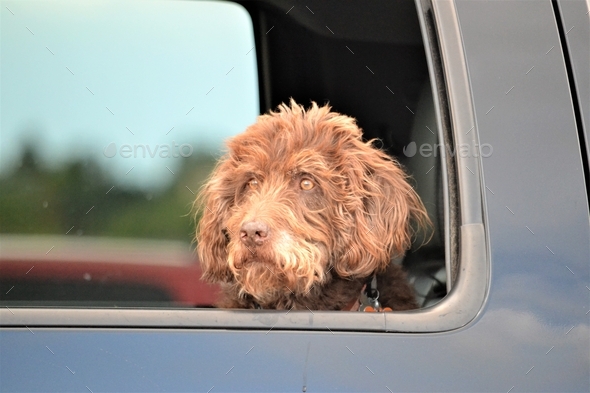 Adorable cute pet dog riding in backseat looking out the window  - Stock Photo - Images