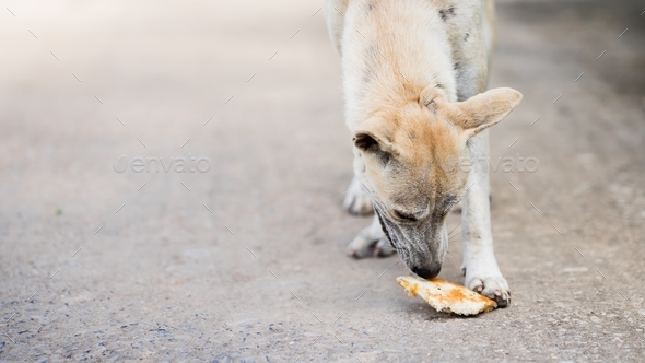 World Dog Day. Dog was eating pizza bread that fell on road. Hunger of homeless animals.  - Stock Photo - Images
