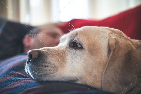 a man sleeps on the couch with a Labrador dog. pet, friendship