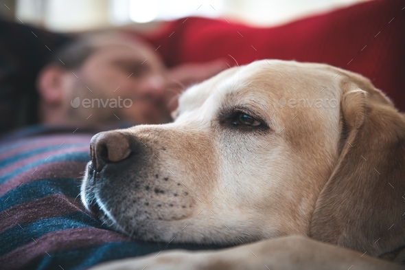 a man sleeps on the couch with a Labrador dog. pet, friendship