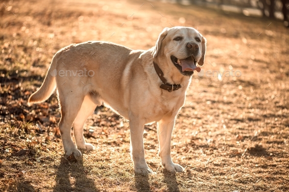 beautiful thoroughbred fawn Labrador on a walk - Stock Photo - Images