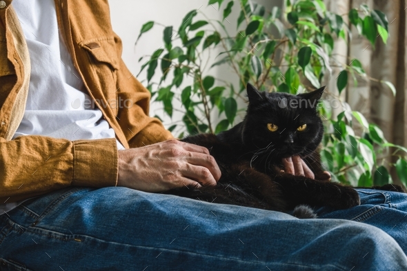 black domestic cat sitting on a man's lap at home.