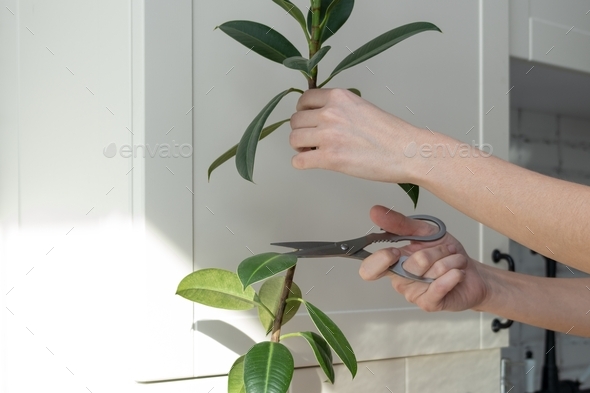 ficus cuttings. Breeding potted plants. ficus cuttings. Breeding potted plants. Ficus elastica - Stock Photo - Images