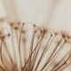 dried hogweed flower - PhotoDune Item for Sale