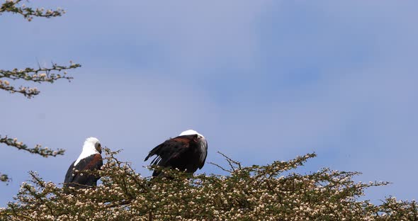 African Fish-Eagle, haliaeetus vocifer, Pair singing at the top of the Tree, Naivasha Lake in Kenya alt