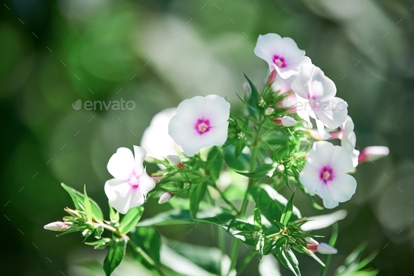 Phlox paniculata flowers in garden