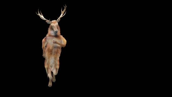 34 Deer Dancing HD alt