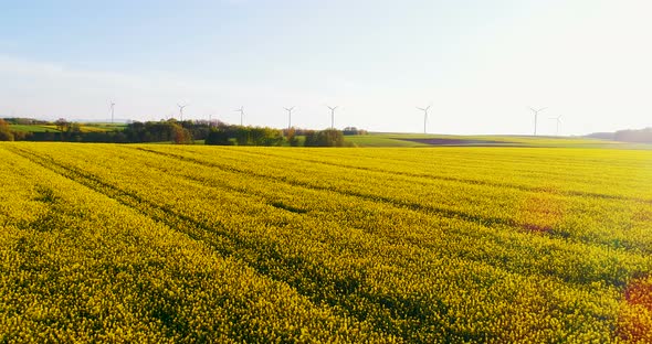 Aerial Shoot of Oilseed Rape Field. alt