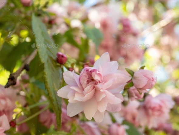 Hanami, spring flowering of Japanese plum trees with pink flowers ...