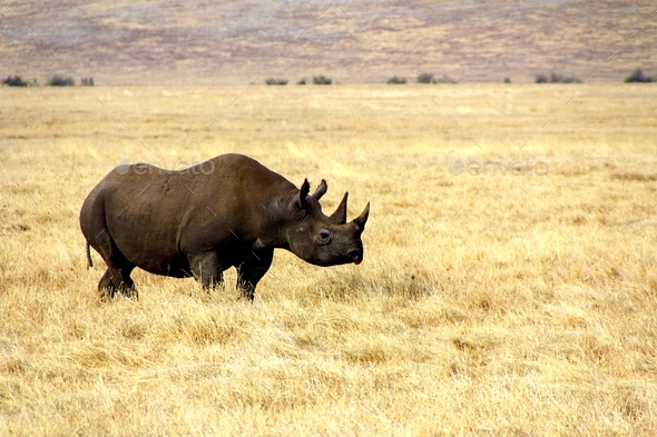 Rhino in the african savannah, africa, african, alert, animal, big five ...