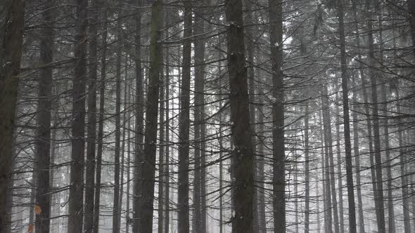 Heavy snow falling in the pine forest.