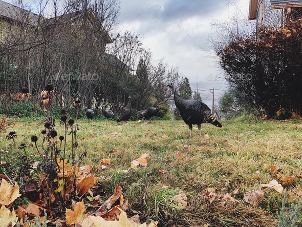 Countryside Turkeys  - Stock Photo - Images
