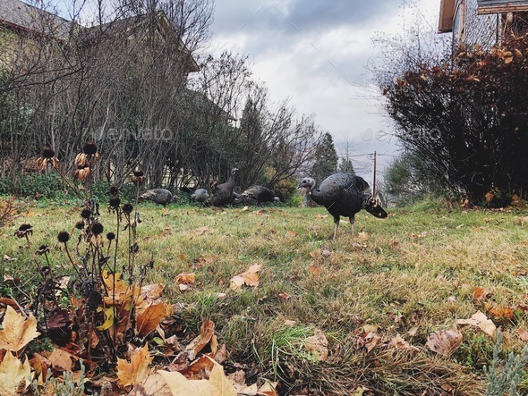 Turkeys - Stock Photo - Images