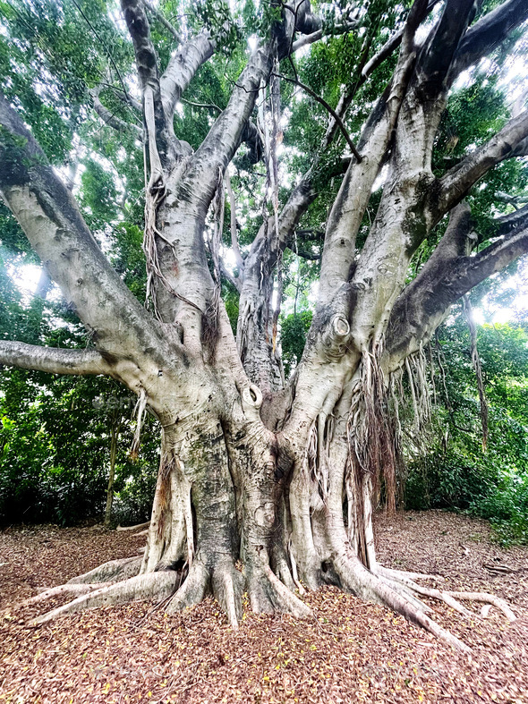 Ficus tree - Stock Photo - Images