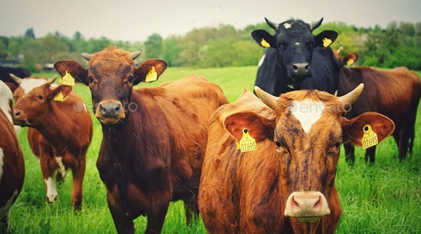 Lovely cows in a field