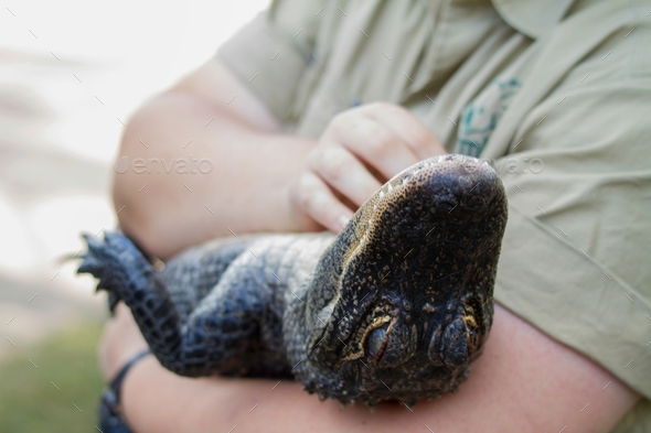 American Alligator being patted at a zoo. alligator, alligator skin - Stock Photo - Images