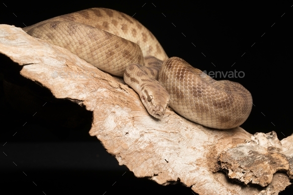 Children's Python Brown Snake on black background and on a timber tree ...