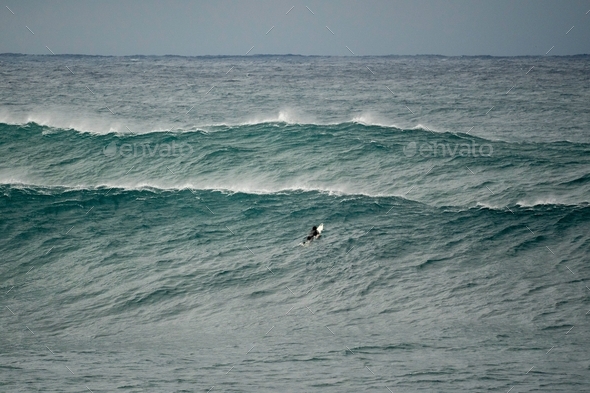 Unknown surfer paddling up the face of a huge wave at Wedding Cake Island next to Coogee Beach