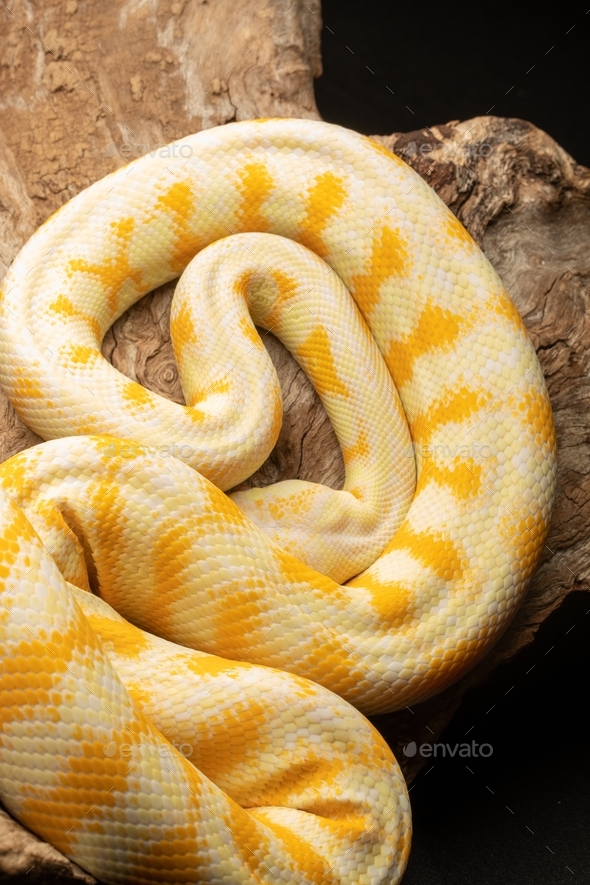 Albino Darwin Carpet Python Yellow and White Snake on black background ...