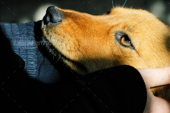 a dog with loyal and kind eyes. dog muzzle and human hands