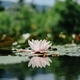 water lily on the lake, reflection of a flower in the water - PhotoDune Item for Sale