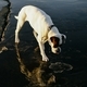 dog breed boxer goes wet road near the sea, dog looking at his reflection in a puddle - PhotoDune Item for Sale