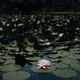 water lily on the lake, dark background  - PhotoDune Item for Sale