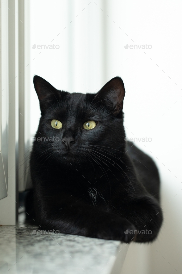 Black cat on the windowsill near the window.