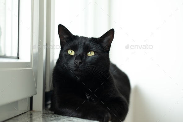 Black cat on the windowsill near the window.