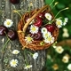 Ripe sweet cherries in a wicker basket and small daisies on a wooden table in the garden. - PhotoDune Item for Sale
