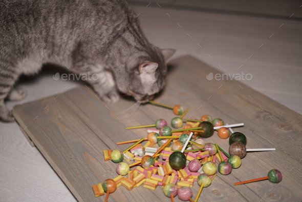 Cat sniffing lollipops - Stock Photo - Images