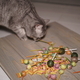 Cat sniffing lollipops - PhotoDune Item for Sale