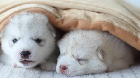 Siberian Husky Puppies Sleeping On White Bed Under White Blanket alt