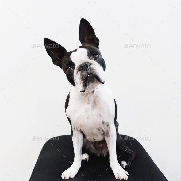 Boston Terrier at work posing for the camera looking very curious and