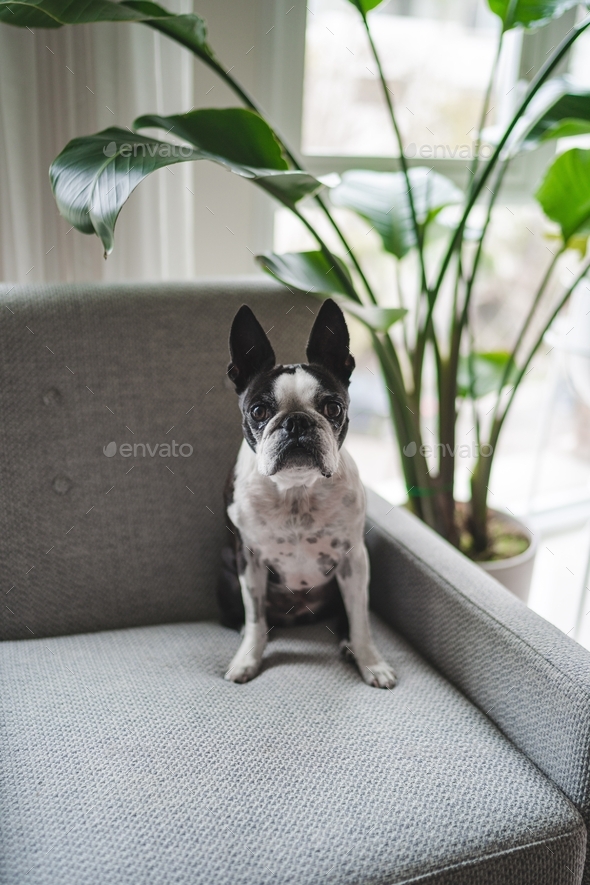 Cute Boston terrier dog sitting on accent chair in home, waiting patiently for a treat
