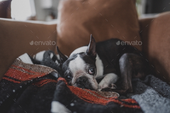 Cute Boston Terrier Dog Sitting on a Chair Looking Sad - Stock Photo - Images