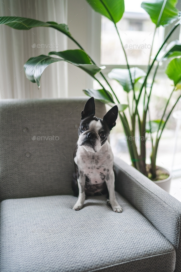 Cute Boston terrier dog sitting on accent chair in home, waiting patiently for a treat - Stock Photo - Images