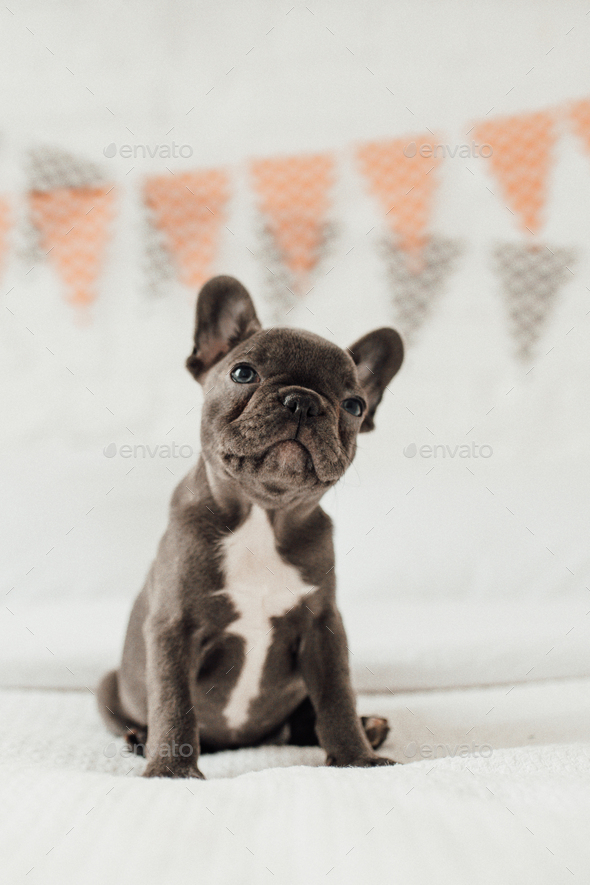 Funny and cute french bulldog online puppies