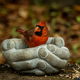 A cardinal in a birdfeeder made of hands of comfort - PhotoDune Item for Sale