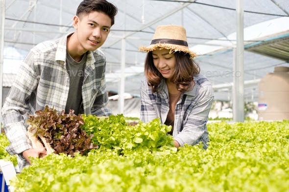 Hydroponics, smiling young Asian couple farmers harvest organic ...