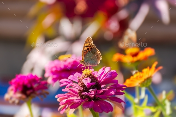 A butterfly painted a lady or painted a lady on a pink flower in the sunlight. - Stock Photo - Images