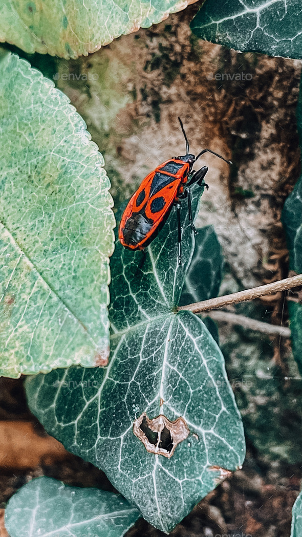 A red beetle crawls through the foliage among the stones