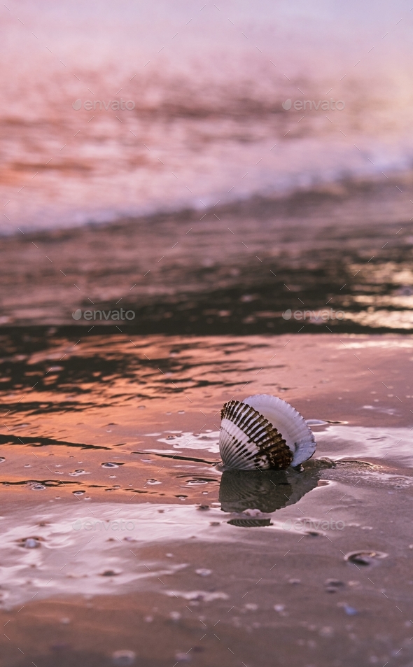 Scallop shell on wet sand in the rays of the dawn sun. Coastal waves