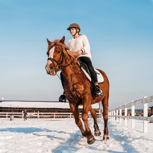 Cold frosty day. frost and snowflakes. Girl on a horse. Winter equestrian sport. Horse riding
